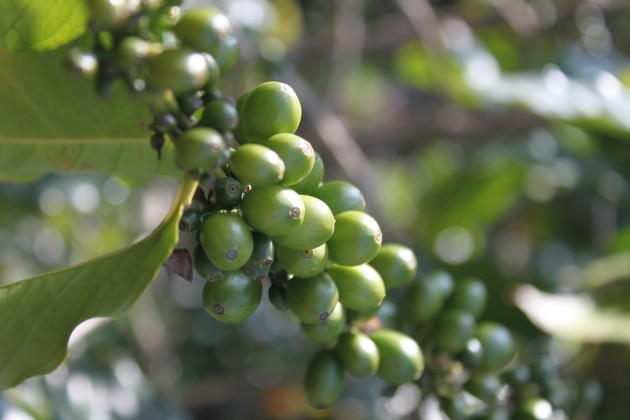 Green Coffee Bean Claims Are Hard to Swallow, So Don’t Get Too Jazzed Up